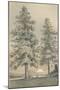 Wood Mount