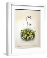 Pinvicula 1948-Isabel Alexander-Framed Giclee Print