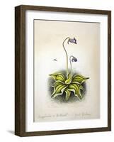 Pinvicula 1948-Isabel Alexander-Framed Giclee Print