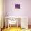 Pinwheel Daisy Purple-Steven Scott-Giclee Print displayed on a wall