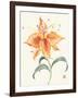 Pinwheel Passion-Nan Rae-Framed Art Print