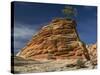 Pinyon Pine atop Sandstone Hoodoo-James Randklev-Stretched Canvas