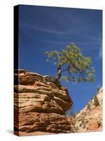 Pinyon Pine atop Sandstone Hoodoo-James Randklev-Stretched Canvas