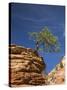 Pinyon Pine atop Sandstone Hoodoo-James Randklev-Stretched Canvas