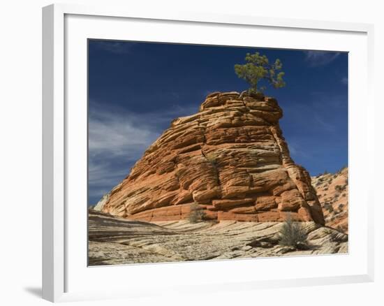 Pinyon Pine atop Sandstone Hoodoo-James Randklev-Framed Photographic Print