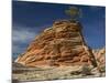 Pinyon Pine atop Sandstone Hoodoo-James Randklev-Mounted Photographic Print