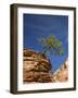 Pinyon Pine atop Sandstone Hoodoo-James Randklev-Framed Photographic Print