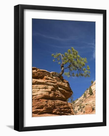 Pinyon Pine atop Sandstone Hoodoo-James Randklev-Framed Photographic Print