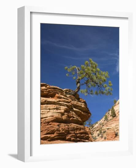 Pinyon Pine atop Sandstone Hoodoo-James Randklev-Framed Photographic Print