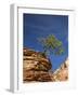 Pinyon Pine atop Sandstone Hoodoo-James Randklev-Framed Photographic Print