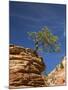 Pinyon Pine atop Sandstone Hoodoo-James Randklev-Mounted Photographic Print