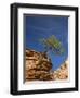 Pinyon Pine atop Sandstone Hoodoo-James Randklev-Framed Photographic Print