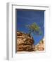 Pinyon Pine atop Sandstone Hoodoo-James Randklev-Framed Photographic Print