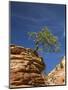 Pinyon Pine atop Sandstone Hoodoo-James Randklev-Mounted Photographic Print