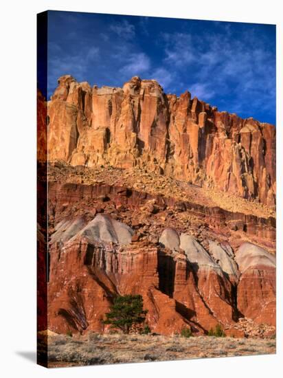 Pinyon Pine Below Cliffs, Capitol Reef National Park, Utah, USA-Scott T. Smith-Stretched Canvas