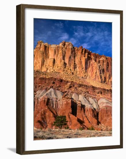 Pinyon Pine Below Cliffs, Capitol Reef National Park, Utah, USA-Scott T. Smith-Framed Photographic Print