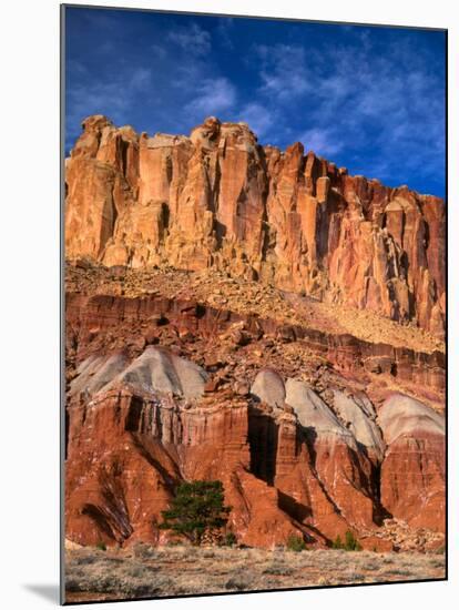 Pinyon Pine Below Cliffs, Capitol Reef National Park, Utah, USA-Scott T. Smith-Mounted Photographic Print