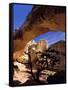 Pinyon Pine Below Hickman Bridge, Capitol Reef National Park, Utah, USA-Scott T. Smith-Framed Stretched Canvas