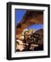 Pinyon Pine Below Hickman Bridge, Capitol Reef National Park, Utah, USA-Scott T. Smith-Framed Photographic Print