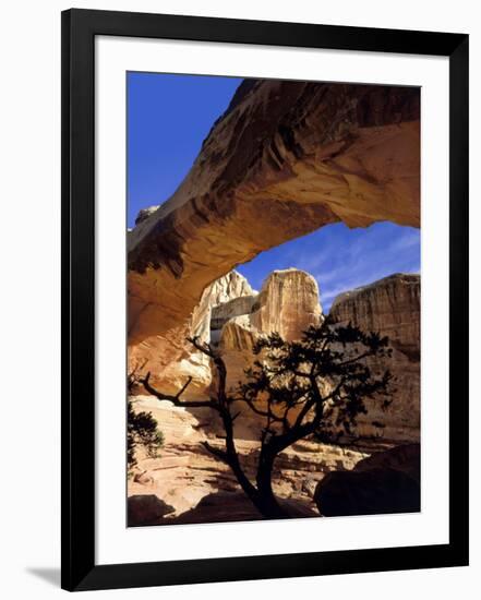 Pinyon Pine Below Hickman Bridge, Capitol Reef National Park, Utah, USA-Scott T. Smith-Framed Photographic Print