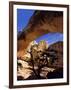 Pinyon Pine Below Hickman Bridge, Capitol Reef National Park, Utah, USA-Scott T. Smith-Framed Photographic Print