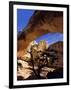 Pinyon Pine Below Hickman Bridge, Capitol Reef National Park, Utah, USA-Scott T. Smith-Framed Photographic Print