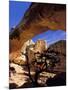 Pinyon Pine Below Hickman Bridge, Capitol Reef National Park, Utah, USA-Scott T. Smith-Mounted Photographic Print