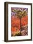 Pinyon Pine Tree Bryce Canyon National Park-mandj98-Framed Photographic Print