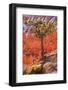 Pinyon Pine Tree Bryce Canyon National Park-mandj98-Framed Photographic Print