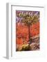 Pinyon Pine Tree Bryce Canyon National Park-mandj98-Framed Photographic Print