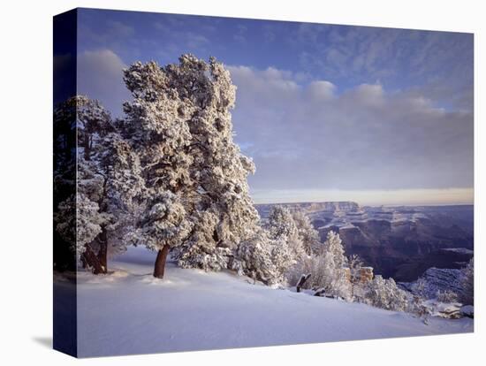 Pinyon pine trees covered in snow in winter, South Rim, Grand Canyon National Park, Arizona, USA-Panoramic Images-Stretched Canvas