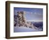 Pinyon pine trees covered in snow in winter, South Rim, Grand Canyon National Park, Arizona, USA-Panoramic Images-Framed Photographic Print