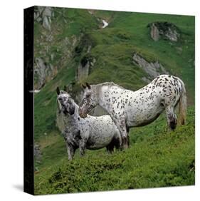 Pinzgauer Noriker horses, Austria-null-Stretched Canvas