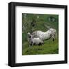 Pinzgauer Noriker horses, Austria-null-Framed Art Print