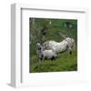 Pinzgauer Noriker horses, Austria-null-Framed Art Print