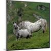 Pinzgauer Noriker horses, Austria-null-Mounted Art Print