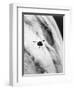 Pioneer Passing over Jupiter's Red Spot-null-Framed Photographic Print