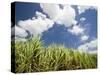 Pioneer Valley-Sugar Cane Field, , Marian, Whitsunday Coast, Queensland-Walter Bibikow-Stretched Canvas