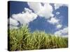 Pioneer Valley-Sugar Cane Field, , Marian, Whitsunday Coast, Queensland-Walter Bibikow-Stretched Canvas