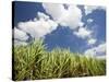 Pioneer Valley-Sugar Cane Field, , Marian, Whitsunday Coast, Queensland-Walter Bibikow-Stretched Canvas