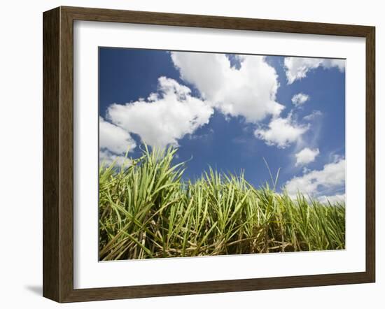 Pioneer Valley-Sugar Cane Field, , Marian, Whitsunday Coast, Queensland-Walter Bibikow-Framed Photographic Print