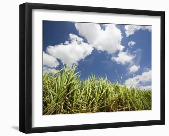 Pioneer Valley-Sugar Cane Field, , Marian, Whitsunday Coast, Queensland-Walter Bibikow-Framed Photographic Print