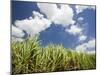 Pioneer Valley-Sugar Cane Field, , Marian, Whitsunday Coast, Queensland-Walter Bibikow-Mounted Photographic Print