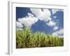 Pioneer Valley-Sugar Cane Field, , Marian, Whitsunday Coast, Queensland-Walter Bibikow-Framed Photographic Print