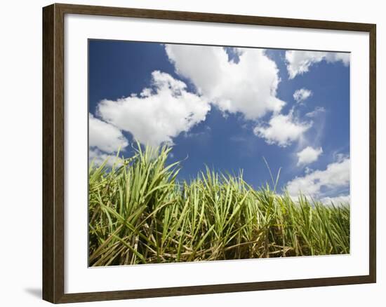 Pioneer Valley-Sugar Cane Field, , Marian, Whitsunday Coast, Queensland-Walter Bibikow-Framed Photographic Print