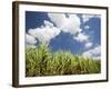 Pioneer Valley-Sugar Cane Field, , Marian, Whitsunday Coast, Queensland-Walter Bibikow-Framed Photographic Print