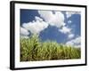 Pioneer Valley-Sugar Cane Field, , Marian, Whitsunday Coast, Queensland-Walter Bibikow-Framed Photographic Print