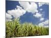 Pioneer Valley-Sugar Cane Field, , Marian, Whitsunday Coast, Queensland-Walter Bibikow-Mounted Photographic Print