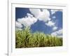 Pioneer Valley-Sugar Cane Field, , Marian, Whitsunday Coast, Queensland-Walter Bibikow-Framed Photographic Print