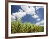 Pioneer Valley-Sugar Cane Field, , Marian, Whitsunday Coast, Queensland-Walter Bibikow-Framed Photographic Print